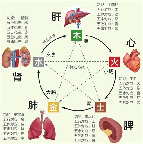 心属火|中医蕴含的五行学说，五脏之间的关系